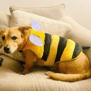 Dog costume Bumblebee